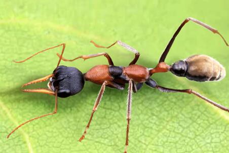 小小蚁国如何卡出橙色野怪2