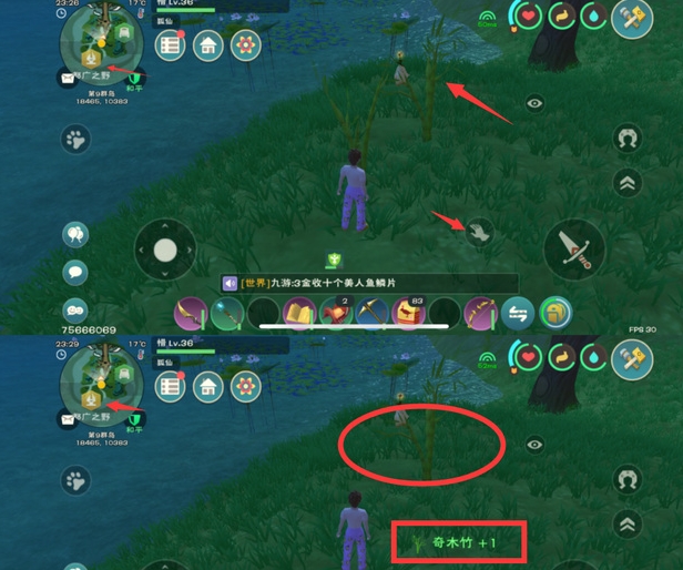 《创造与魔法》中的奇木竹怎么获得？奇木竹作用一览